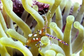 Anemone shrimp, Bonaire. Nikon D100 w/60m macro and ikeli... by Tom Huff 